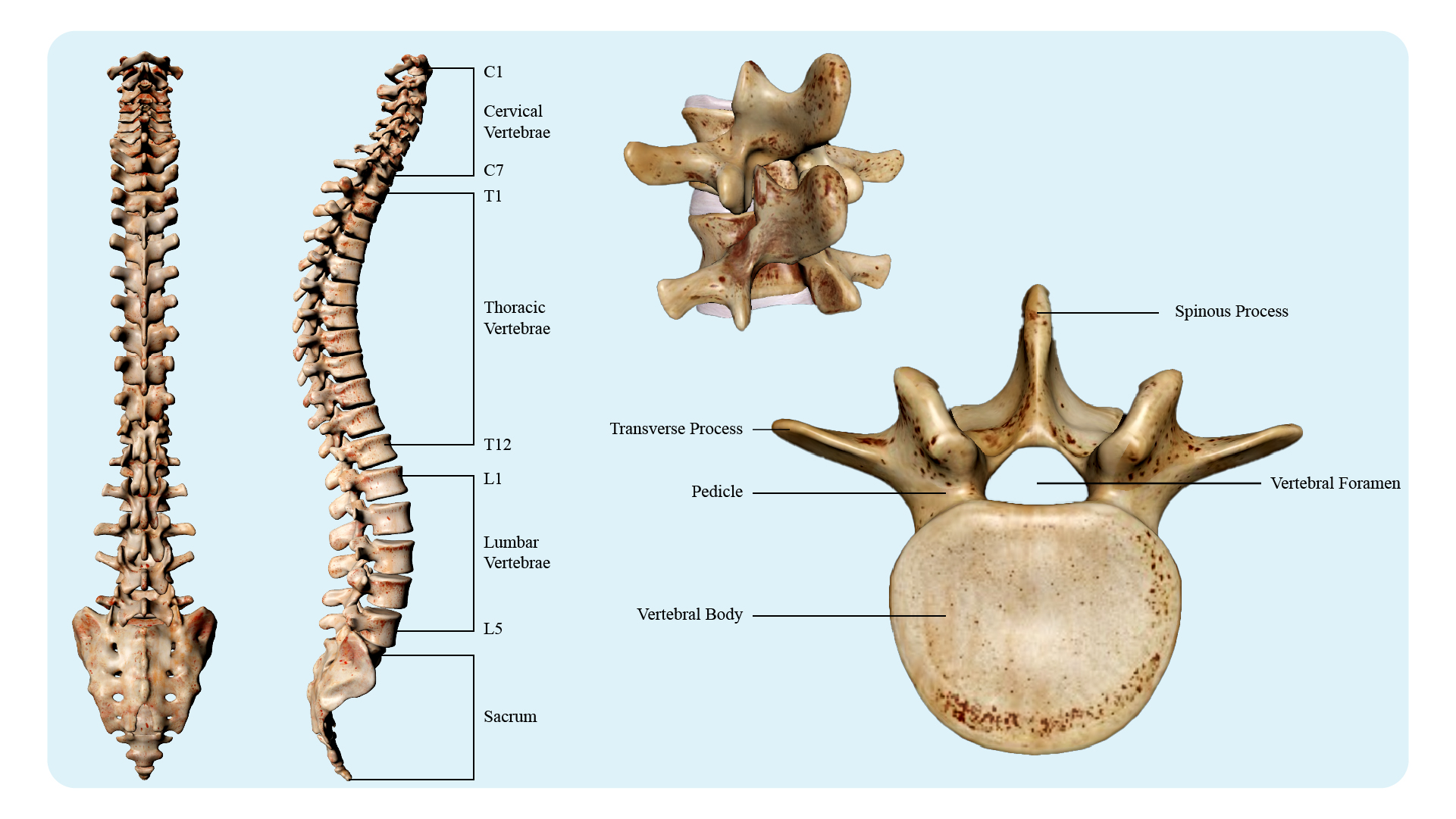 Introduction to Spinal Anatomy